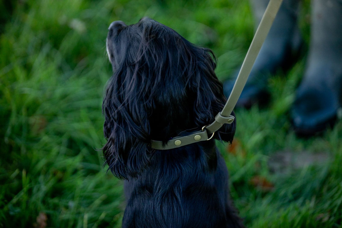 Olive Green BioThane® Slip Lead