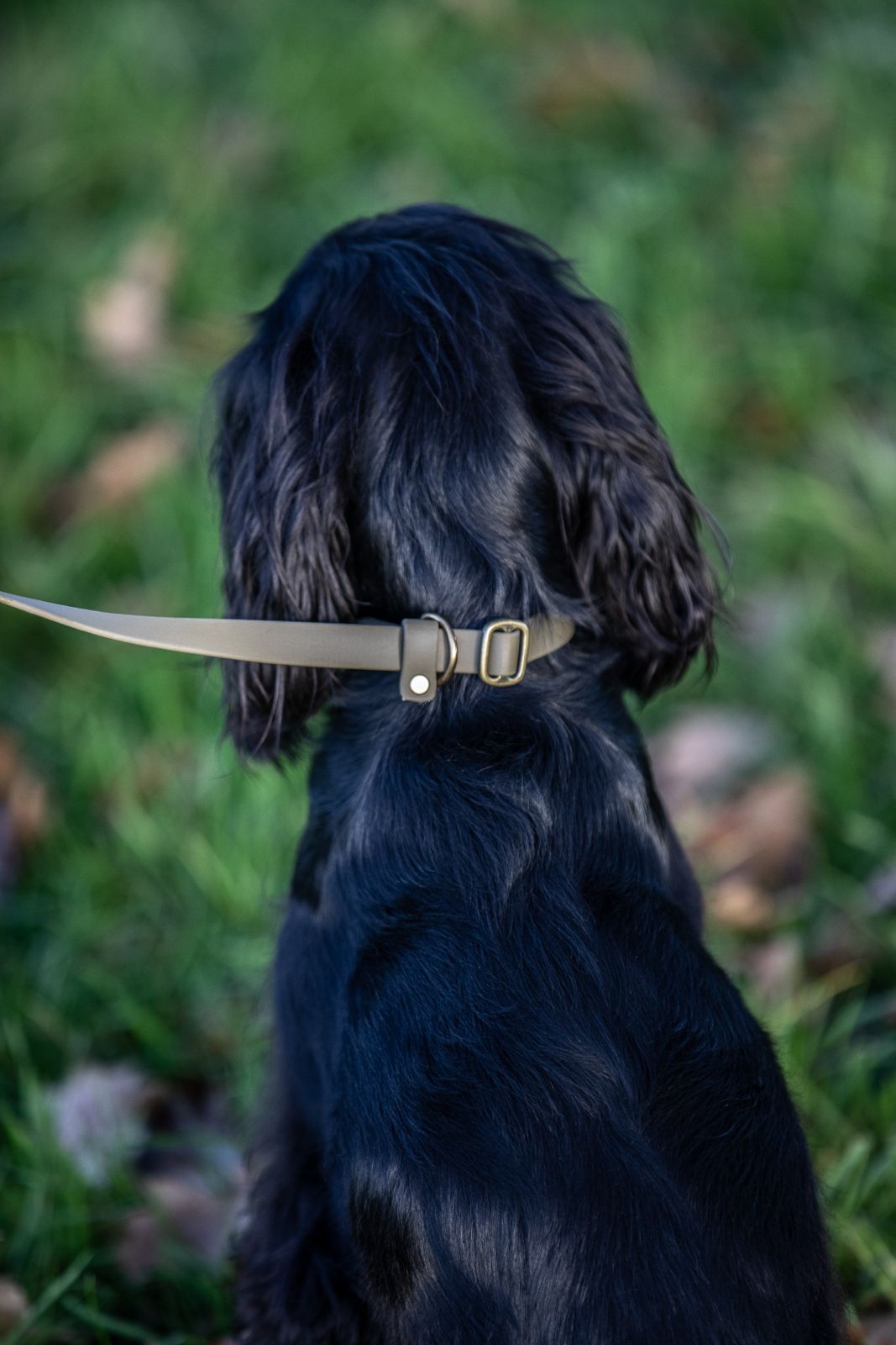 Olive Green BioThane® Slip Lead